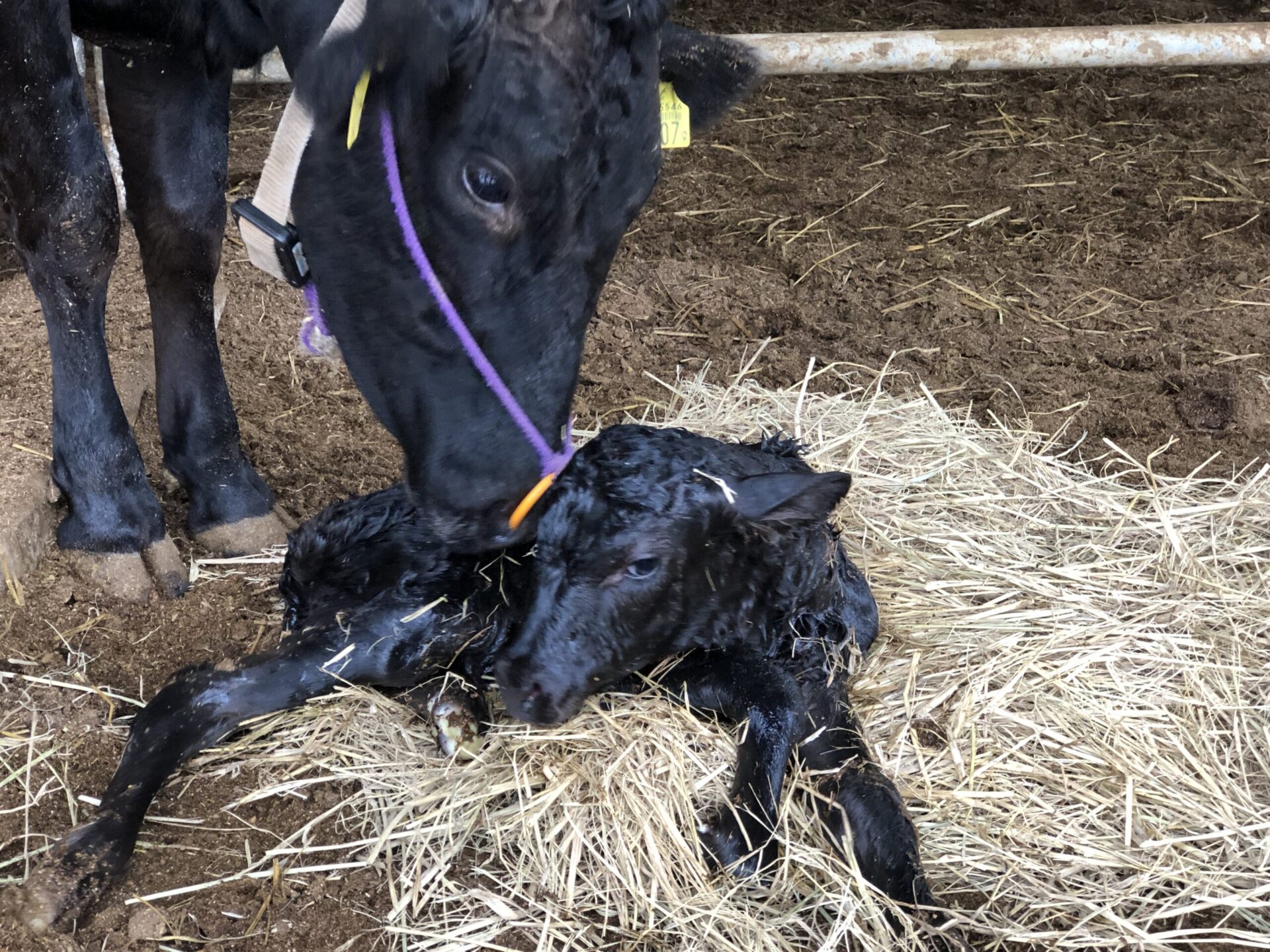 子宮から考える不妊治療 – 牛飼い獣医師の豆知識
